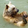 bears_bargain